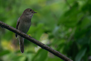 Thrush Nightingale in the forest
