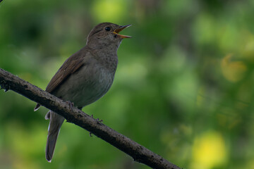 Thrush Nightingale in the wood