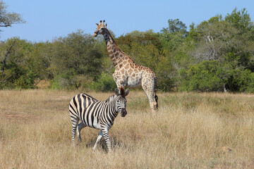 Giraffe / Giraffe / Giraffa camelopardalis