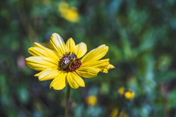 bee on flower