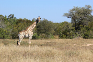 Giraffe / Giraffe / Giraffa camelopardalis
