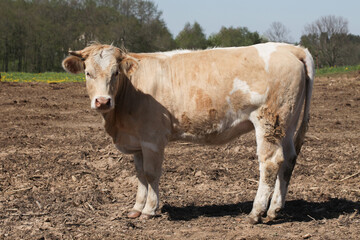 Cow on muddy field. Agricultural farm landscape. Portrait of an animal. 