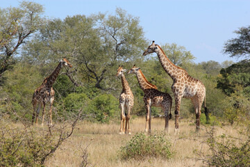 Giraffe / Giraffe / Giraffa camelopardalis