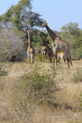 Giraffe / Giraffe / Giraffa camelopardalis