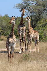 Giraffe / Giraffe / Giraffa camelopardalis