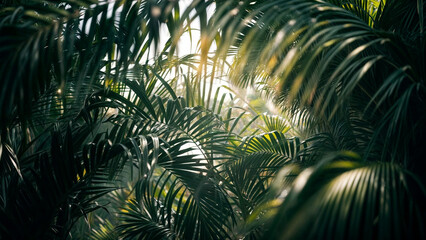 fern leaf in the sun