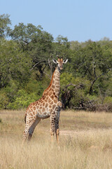 Giraffe / Giraffe / Giraffa camelopardalis