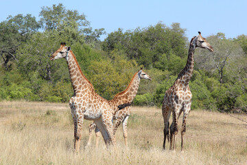 Giraffe / Giraffe / Giraffa camelopardalis