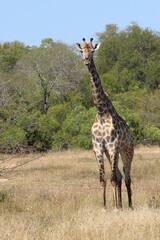 Giraffe / Giraffe / Giraffa camelopardalis