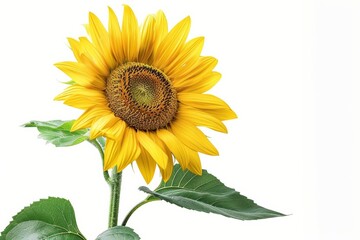 Obraz premium Bright yellow sunflower with detailed leaves, isolated on a clean white background, ideal for creative floral and nature advertisements