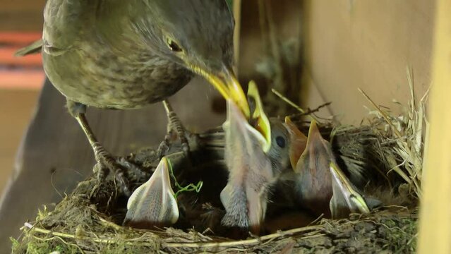 50fps. Blackbird nest with chicks in a garden shed. 