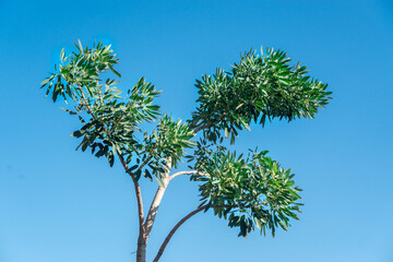 tree with blue sky