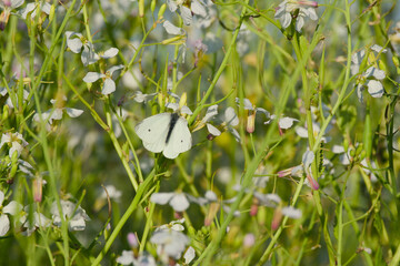 small white or cabbage butterfly is perching on the rapeseed flower in the field