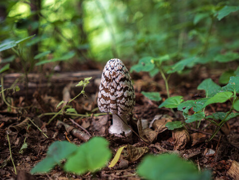 Coprinopsis Picacea also known as Magpie fungus poisonous mushroom in forest.