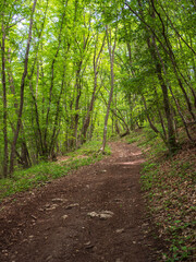 Forest trail scene. Woodland path. Blue and white mark on tree