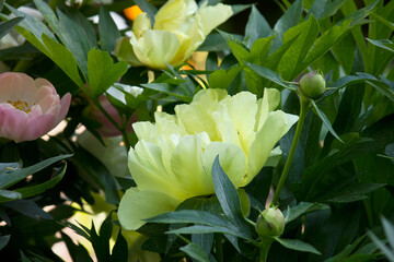 Yellow peony close-up. Garden with blooming yellow peonies  Lemon Dream variety