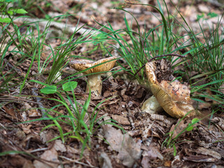 Russula foetens edible mashroom in forest.