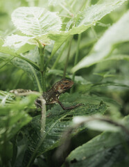 Fototapeta premium Harlequin lizard in foliage beside dewy water droplets.