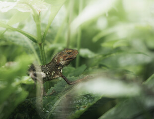 Fototapeta premium Harlequin lizard in foliage beside dewy water droplets.