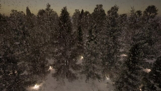 002_Stock_Forest_Snow_evening_LOOP