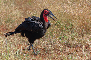 Kaffernhornrabe / Southern ground hornbill / Bucorvus leadbeateri