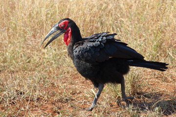 Kaffernhornrabe / Southern ground hornbill / Bucorvus leadbeateri