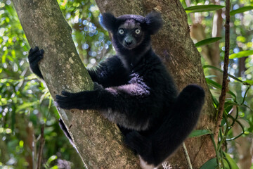 Naklejka premium Auf einem Baumstamm sitzender Indri in der Frontale