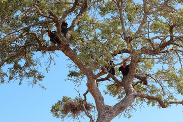 Kaffernhornrabe / Southern ground hornbill / Bucorvus leadbeateri