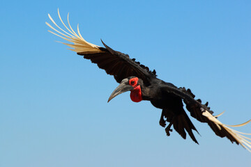 Kaffernhornrabe / Southern ground hornbill / Bucorvus leadbeateri.