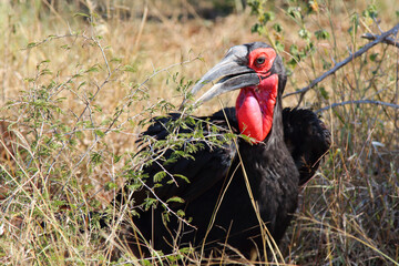 Kaffernhornrabe / Southern ground hornbill / Bucorvus leadbeateri