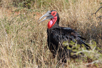 Kaffernhornrabe / Southern ground hornbill / Bucorvus leadbeateri