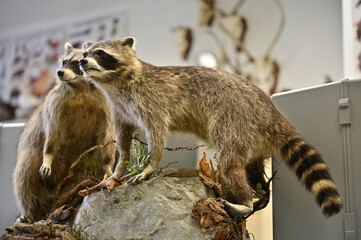 northern raccoon invasive species in Europe taxidermy objects