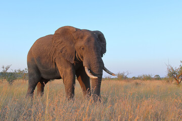 Afrikanischer Elefant / African elephant / Loxodonta africana