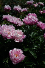 Light Pink Flowers of Peony in Full Bloom
