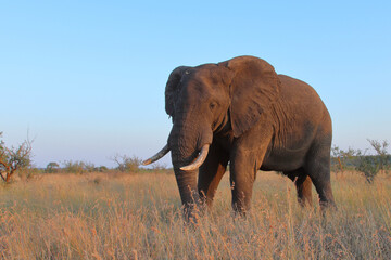 Obraz premium Afrikanischer Elefant / African elephant / Loxodonta africana