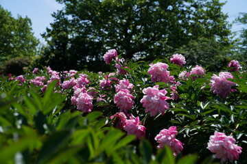 Obraz premium Light Pink Flowers of Peony in Full Bloom 