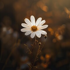 daisy flower