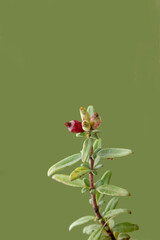 Berries of the stinking madder (Plocama calabrica), low spreading shrub on limestone rocky ground 