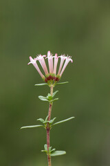 Flower of the stinking madder (Plocama calabrica), low spreading shrub on limestone rocky ground 