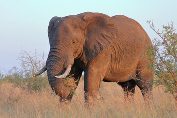 Afrikanischer Elefant / African elephant / Loxodonta africana