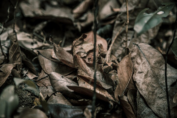 The lizard camouflages itself under foliage. Beautiful lizard. Brown foliage.