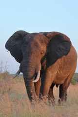 Fototapeta premium Afrikanischer Elefant / African elephant / Loxodonta africana