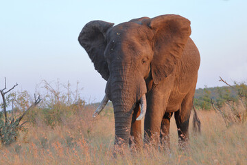 Fototapeta premium Afrikanischer Elefant / African elephant / Loxodonta africana