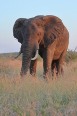 Fototapeta premium Afrikanischer Elefant / African elephant / Loxodonta africana
