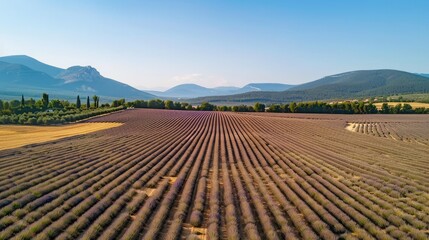 Obraz premium Endless lavender field in Provence, France