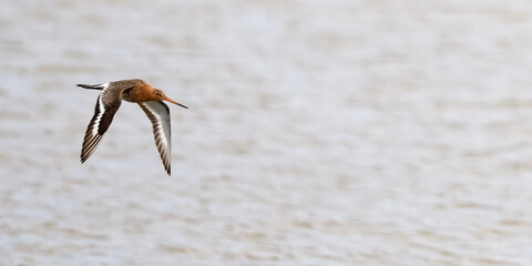 Barge à queue noire - Limosa limosa - oiseaux limicoles - scolopacidés
