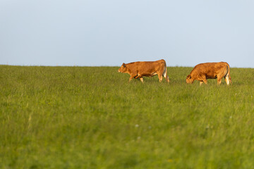 Cows on free grazing. Livestock farm. Cows walking on green grass field on a sunny summer day.