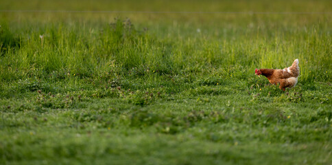 Hen in a farmyard (Gallus gallus domesticus)