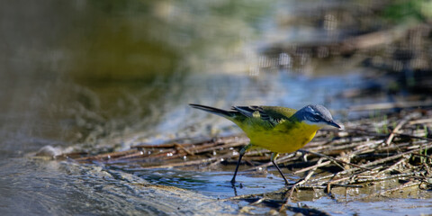 Bergeronnette printanière - Motacilla flava

