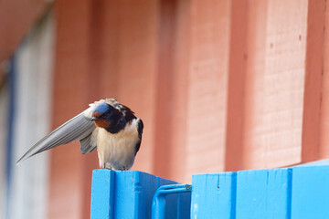 Hirondelle rustique - Hirundo rustica  ©  - Erick M - 